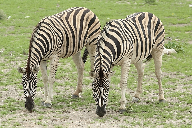 _17C1794 Burchell's Zebras.jpg